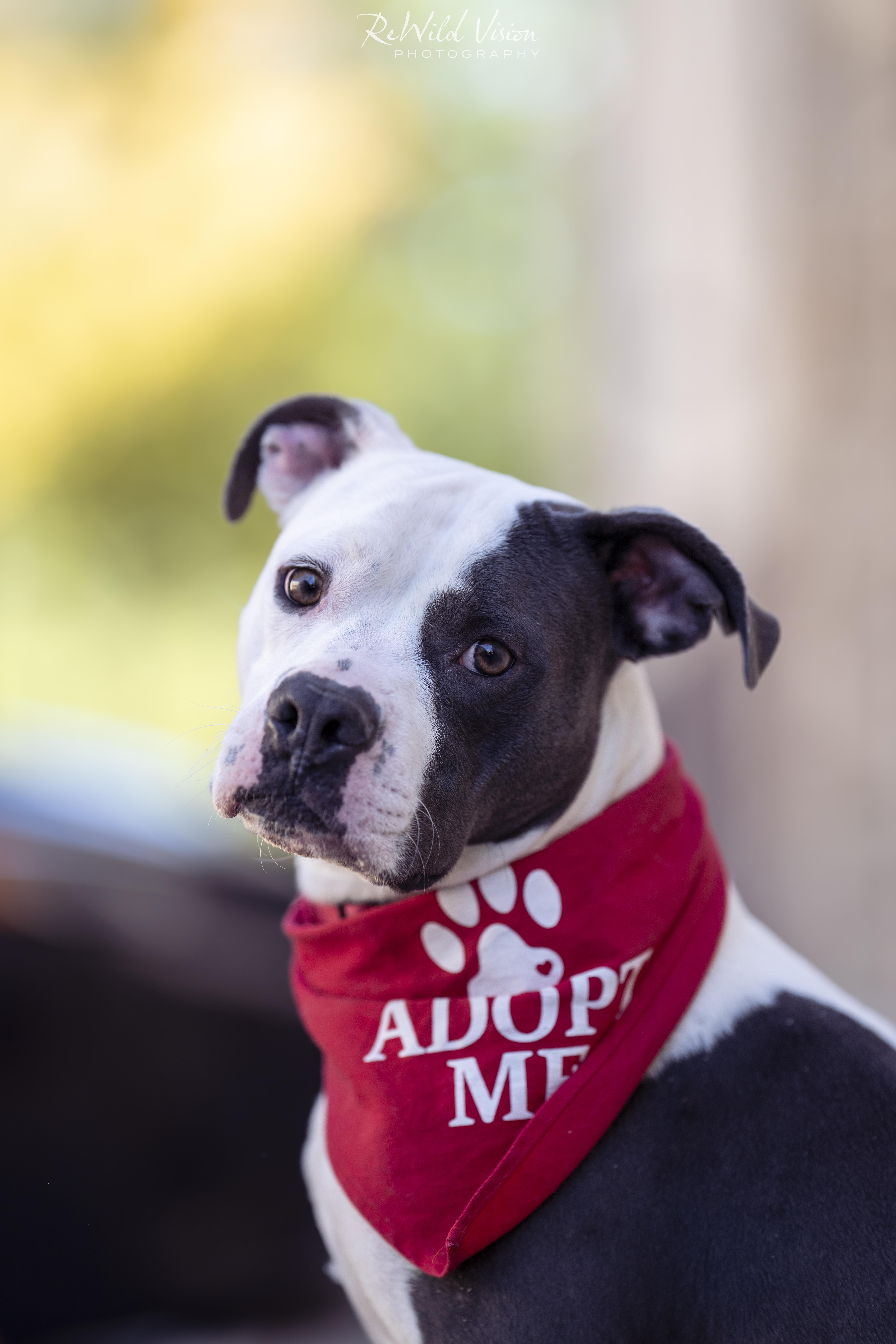 Massimo, Adoptable, Adult Male Pit Bull Terrier.