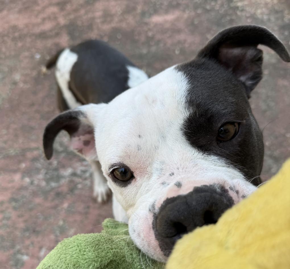 Enlarge Massimo, a Adoptable mixed breed in Roswell, GA image 2/6