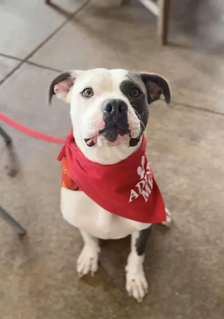 Enlarge Massimo, a Adoptable mixed breed in Roswell, GA image 5/6