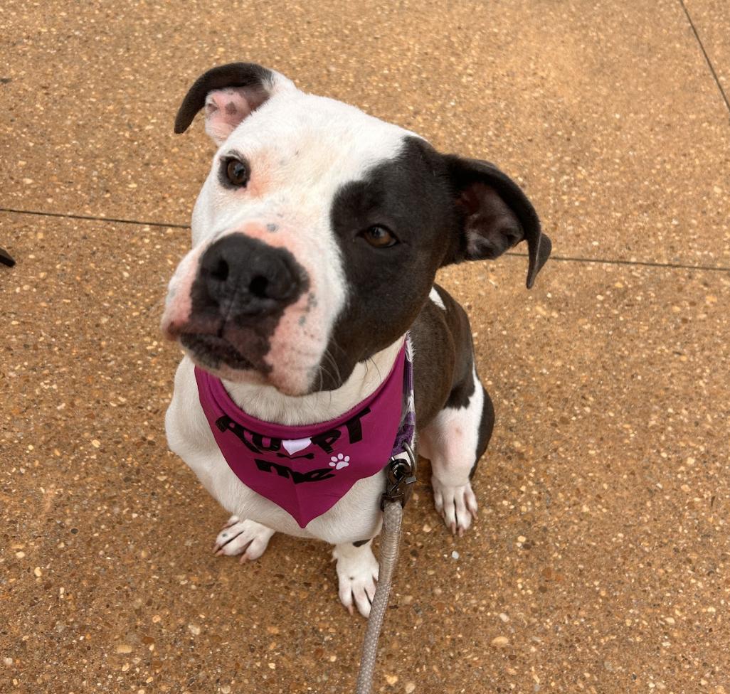 Massimo, Adoptable, Adult Male American Staffordshire Terrier & Boxer.