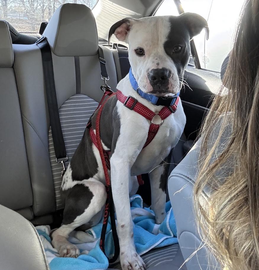 Enlarge Massimo, a Adoptable mixed breed in Roswell, GA image 6/6