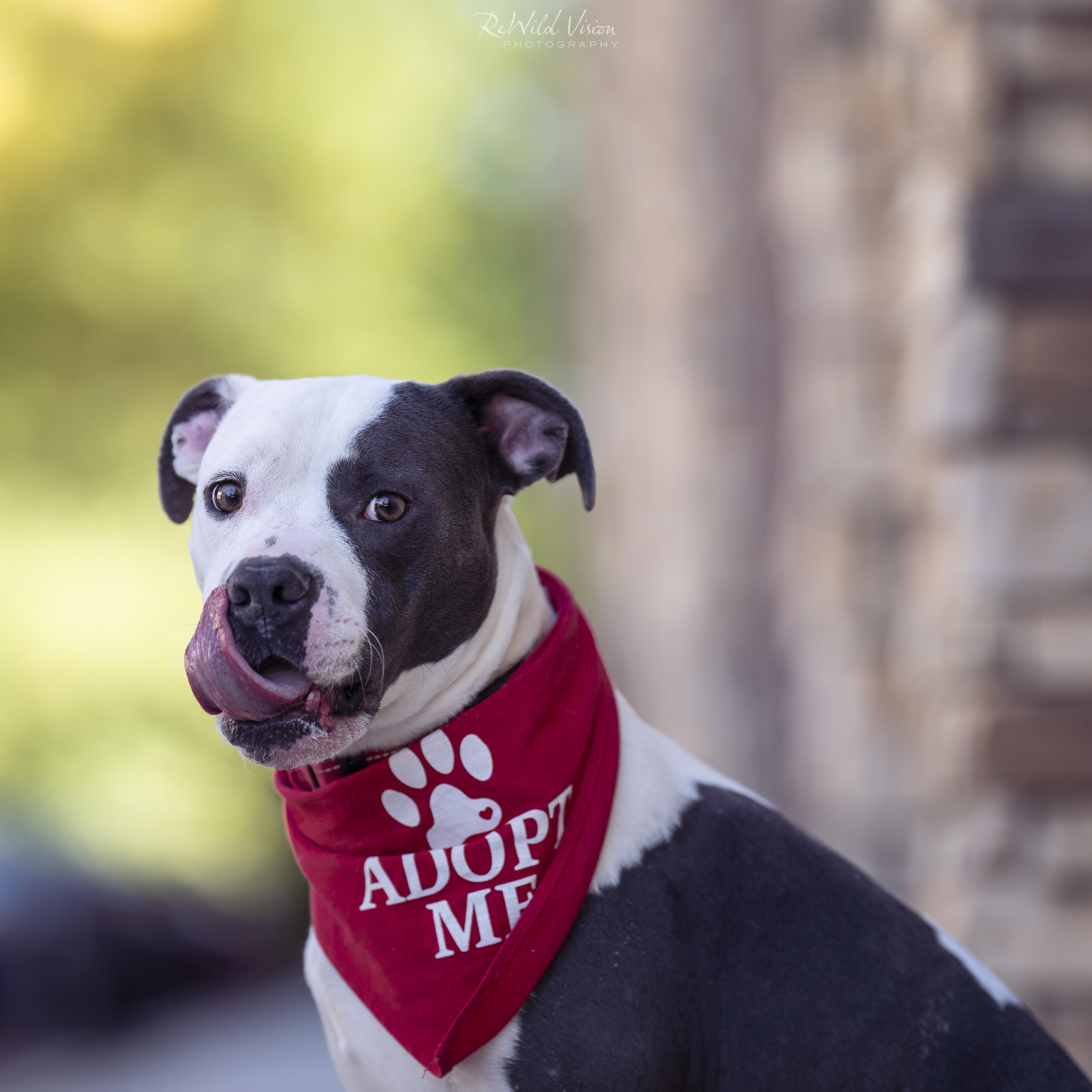 Enlarge Massimo, a Adoptable mixed breed in Roswell, GA image 4/6