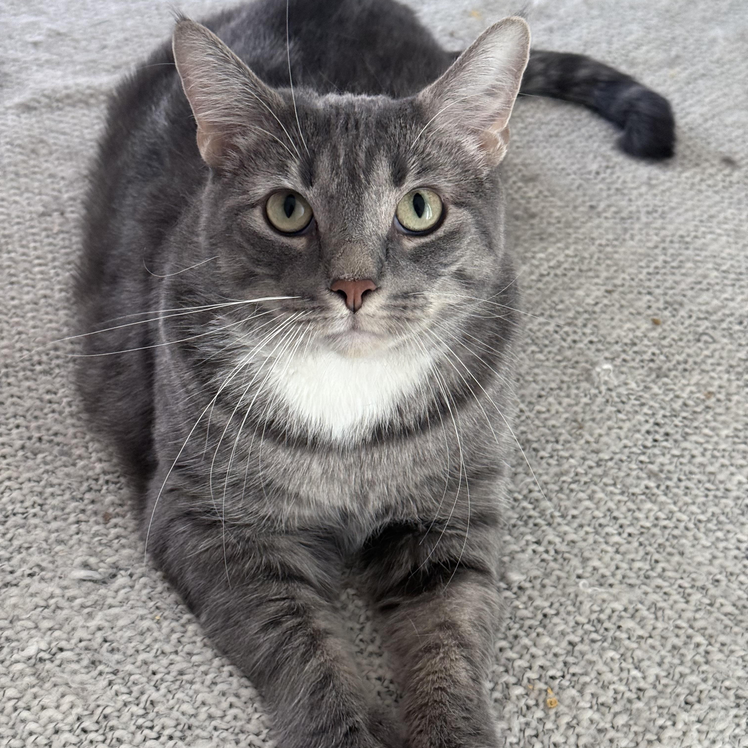 Stormy-WILL HELP YOU WEATHER ANY STORM, Adoptable, Adult Female Domestic Short Hair.
