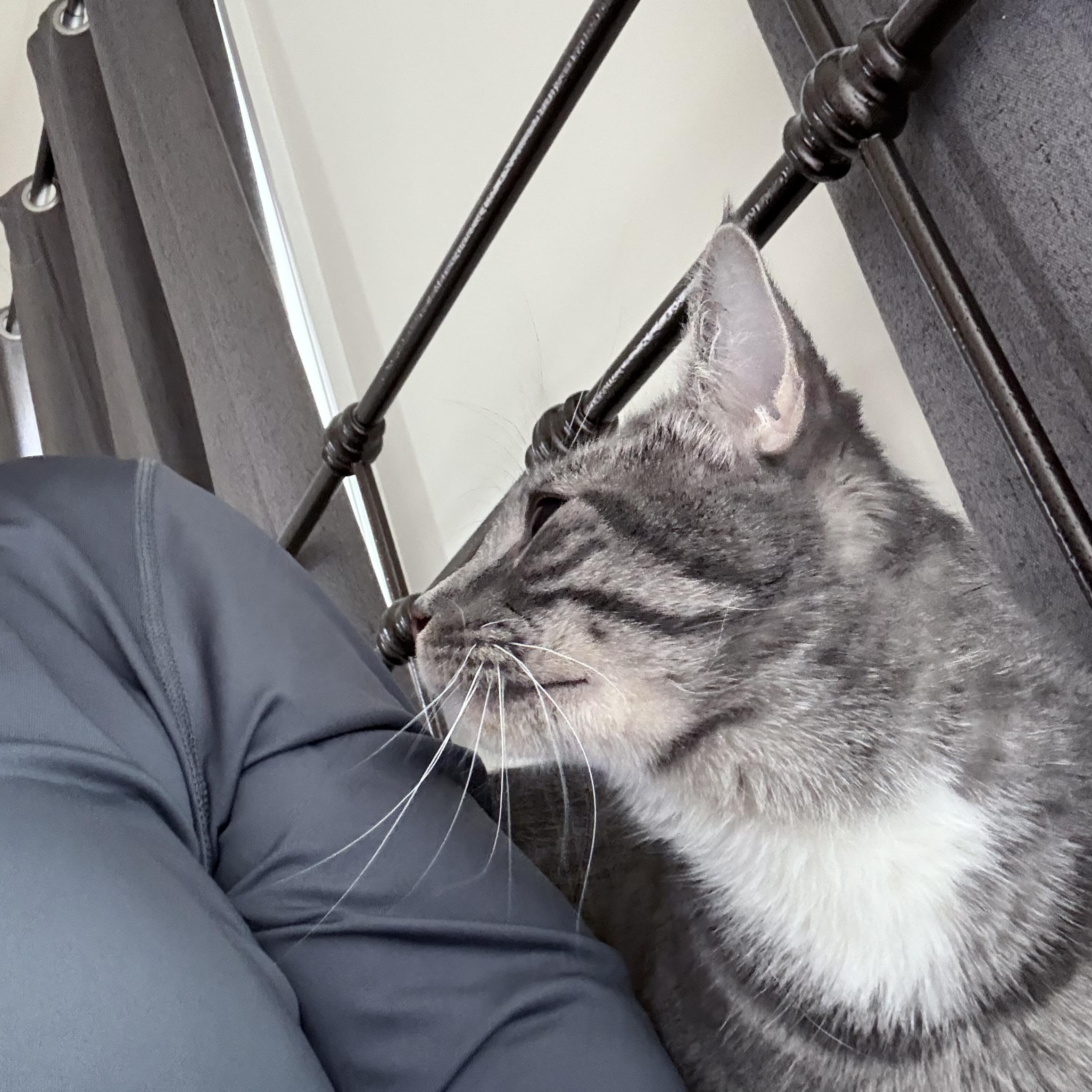 Stormy-Patience is a virtue, and she is your purr-fect reward., a Adoptable Domestic Short Hair in Bristow, VA image 1/3