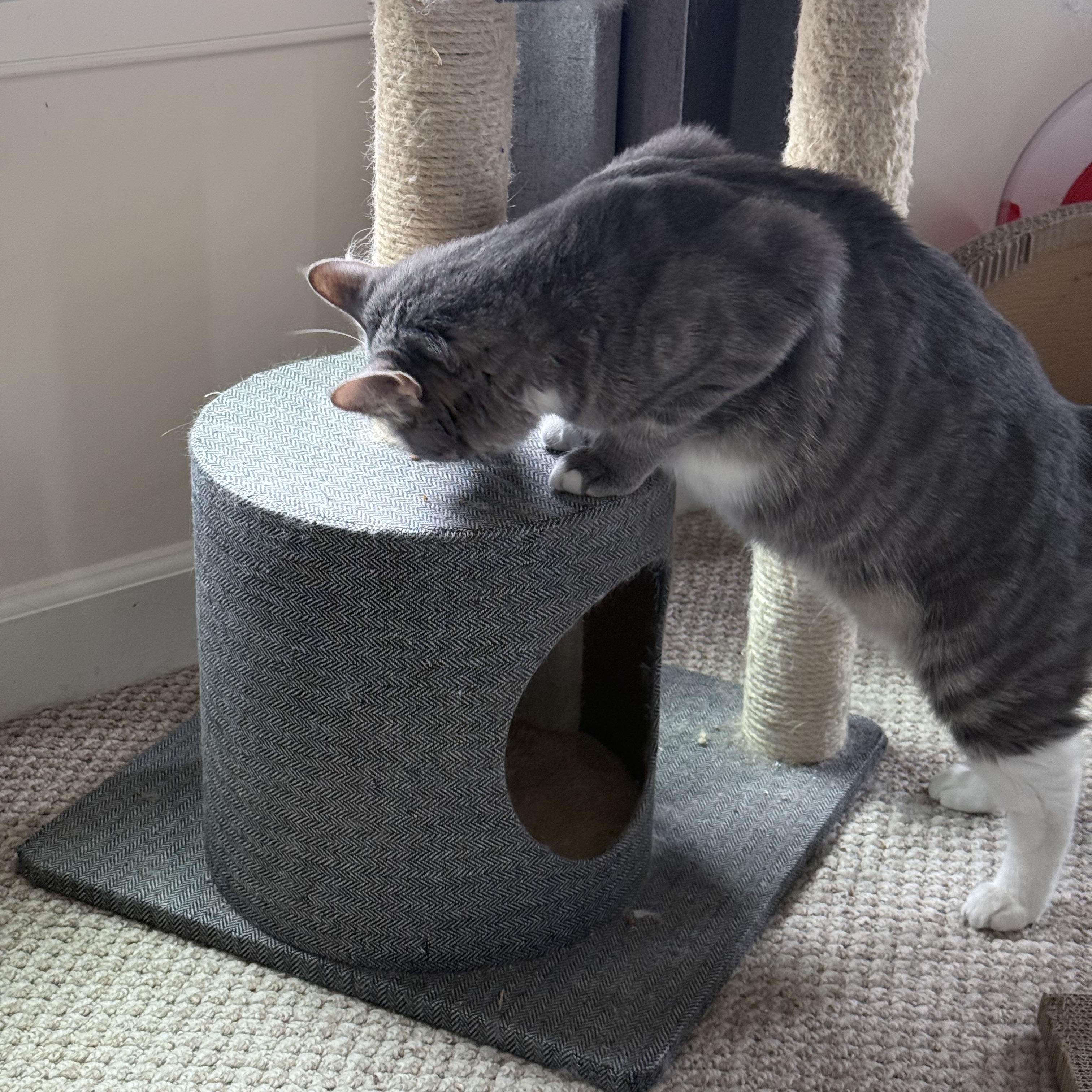 Stormy-Patience is a virtue, and she is your purr-fect reward., a Adoptable Domestic Short Hair in Bristow, VA image 2/3