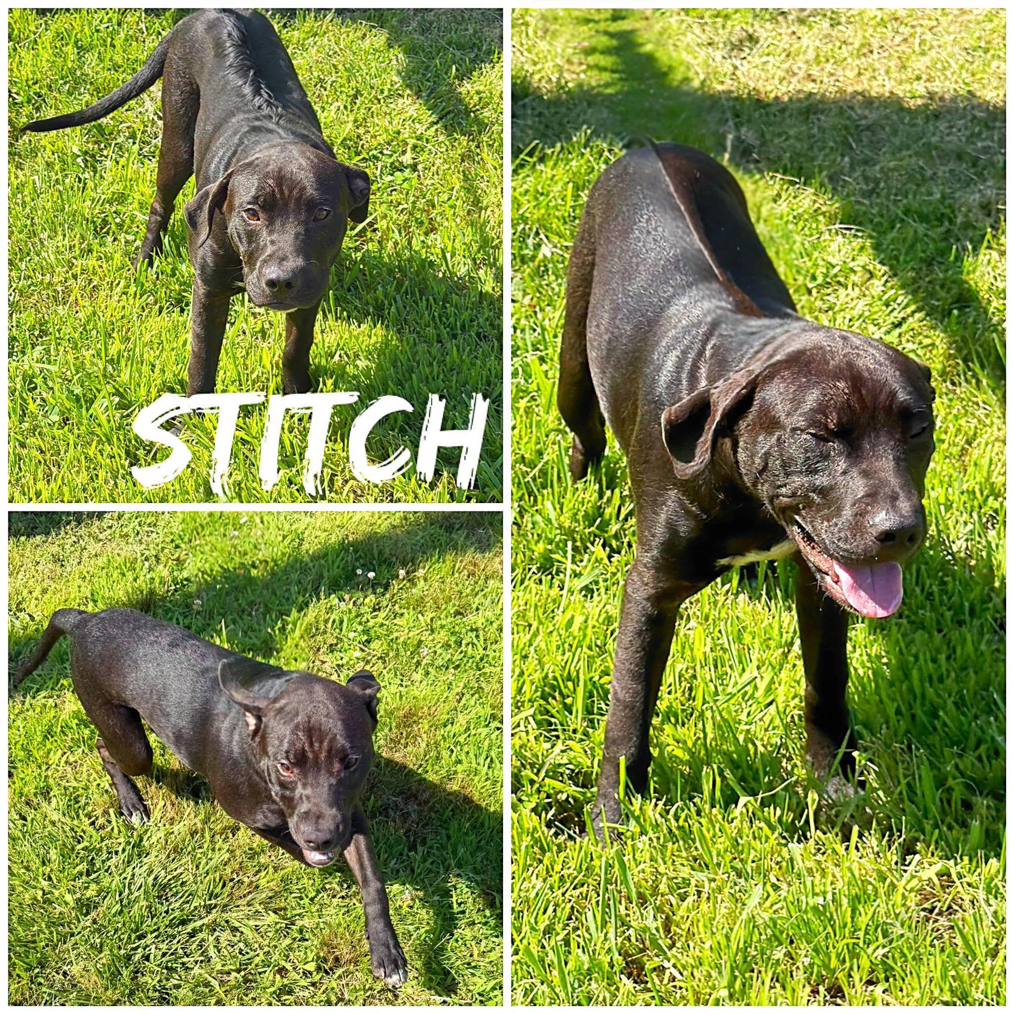 Stitch, ADOPTABLE, Adult Male Black Labrador Retriever & Mixed Breed.