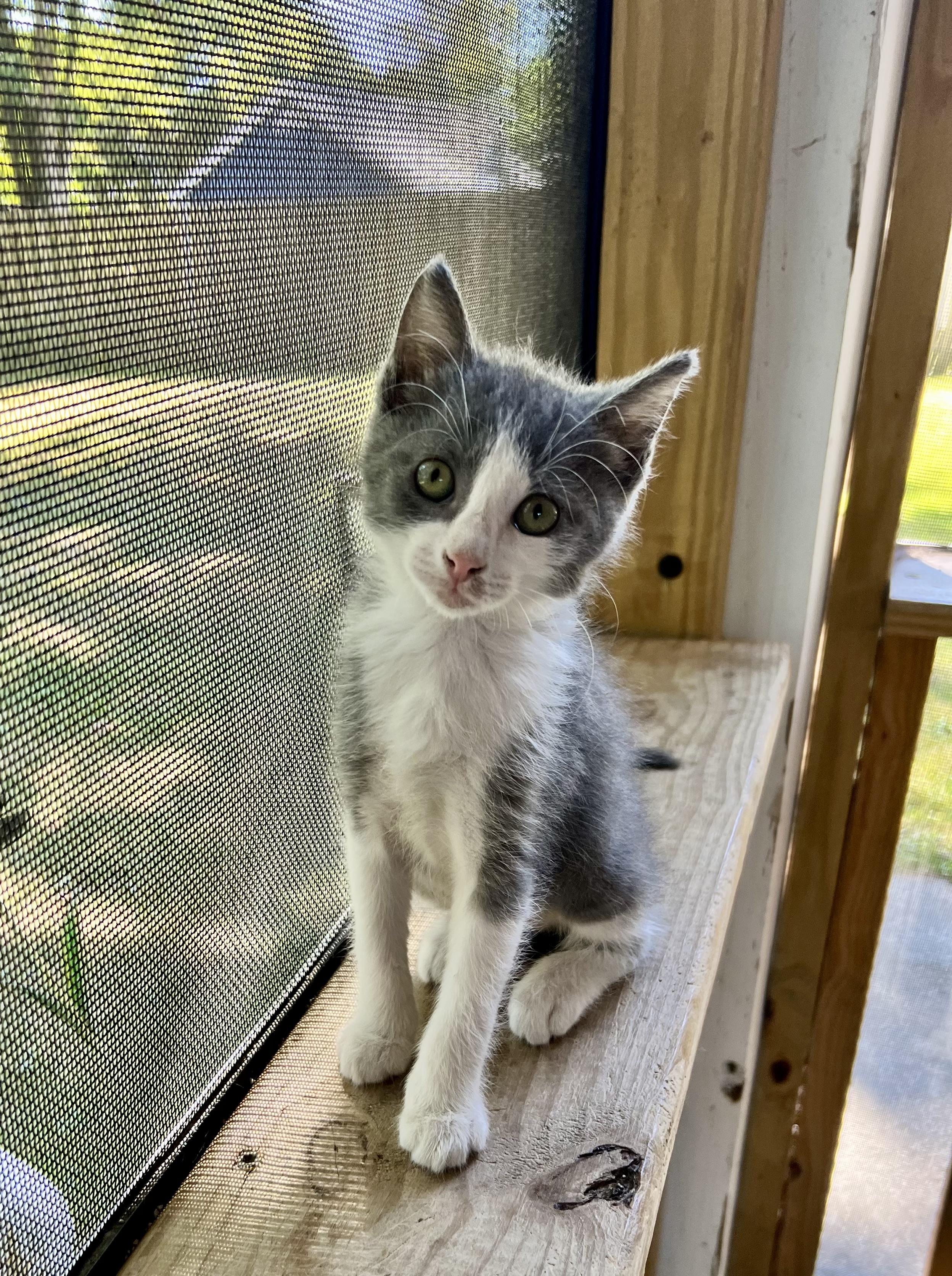 Enlarge Sparkler and Rocket, an adopted Domestic Short Hair in Hermitage, PA image 2/3