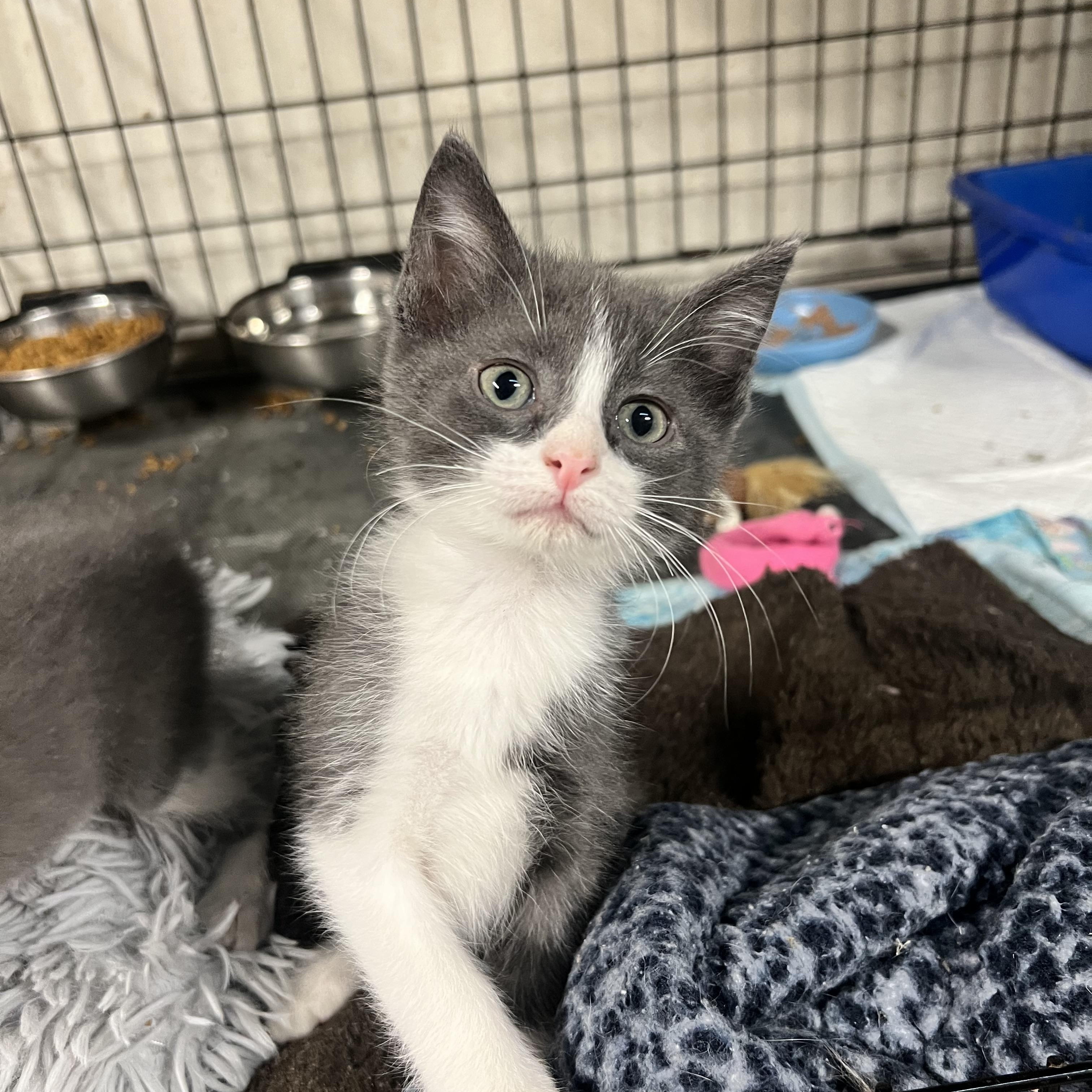 Enlarge Sparkler and Rocket, an adopted Domestic Short Hair in Hermitage, PA image 3/3