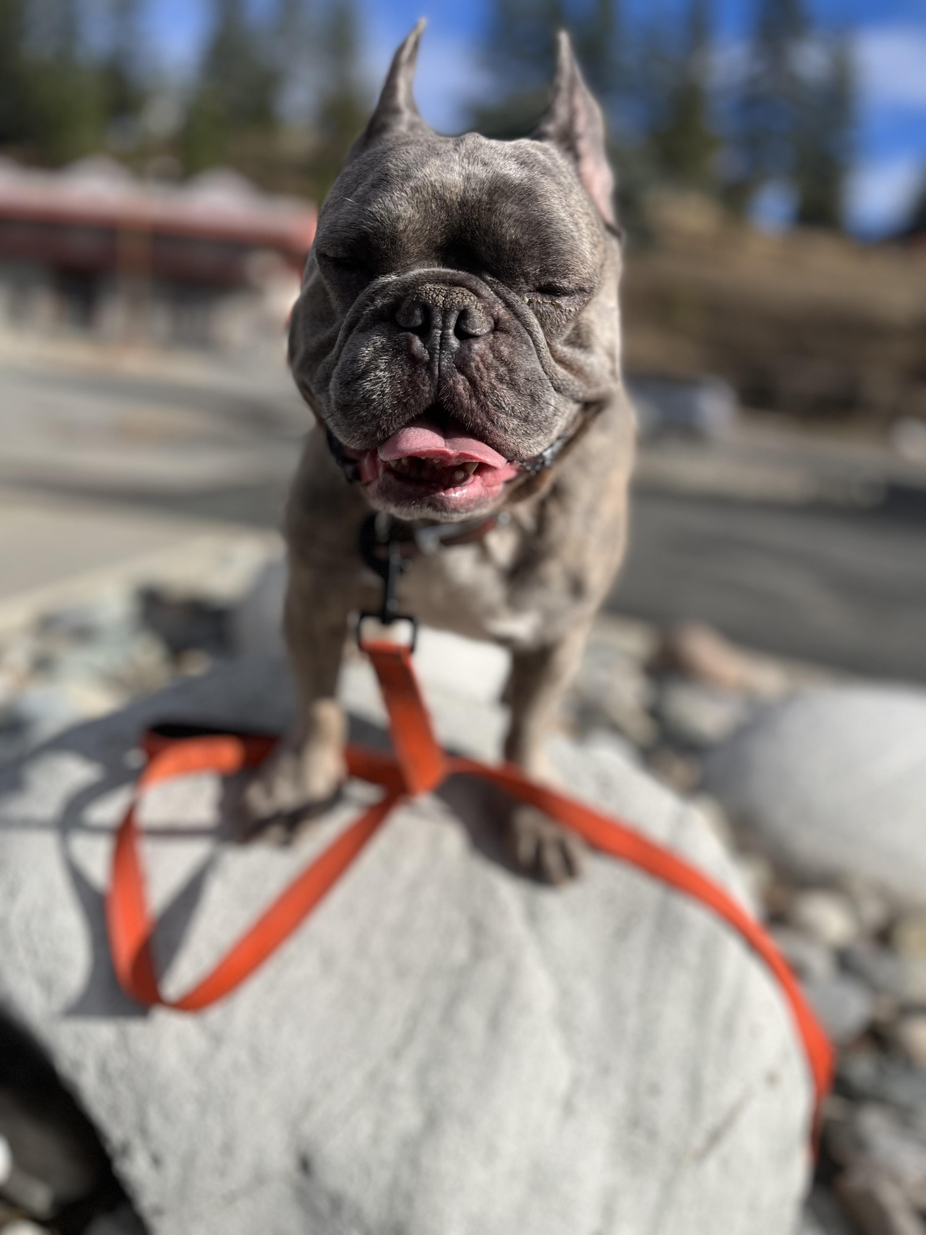 Enlarge Henry and Luna, a ADOPTABLE French Bulldog in HEMET, CA image 1/6