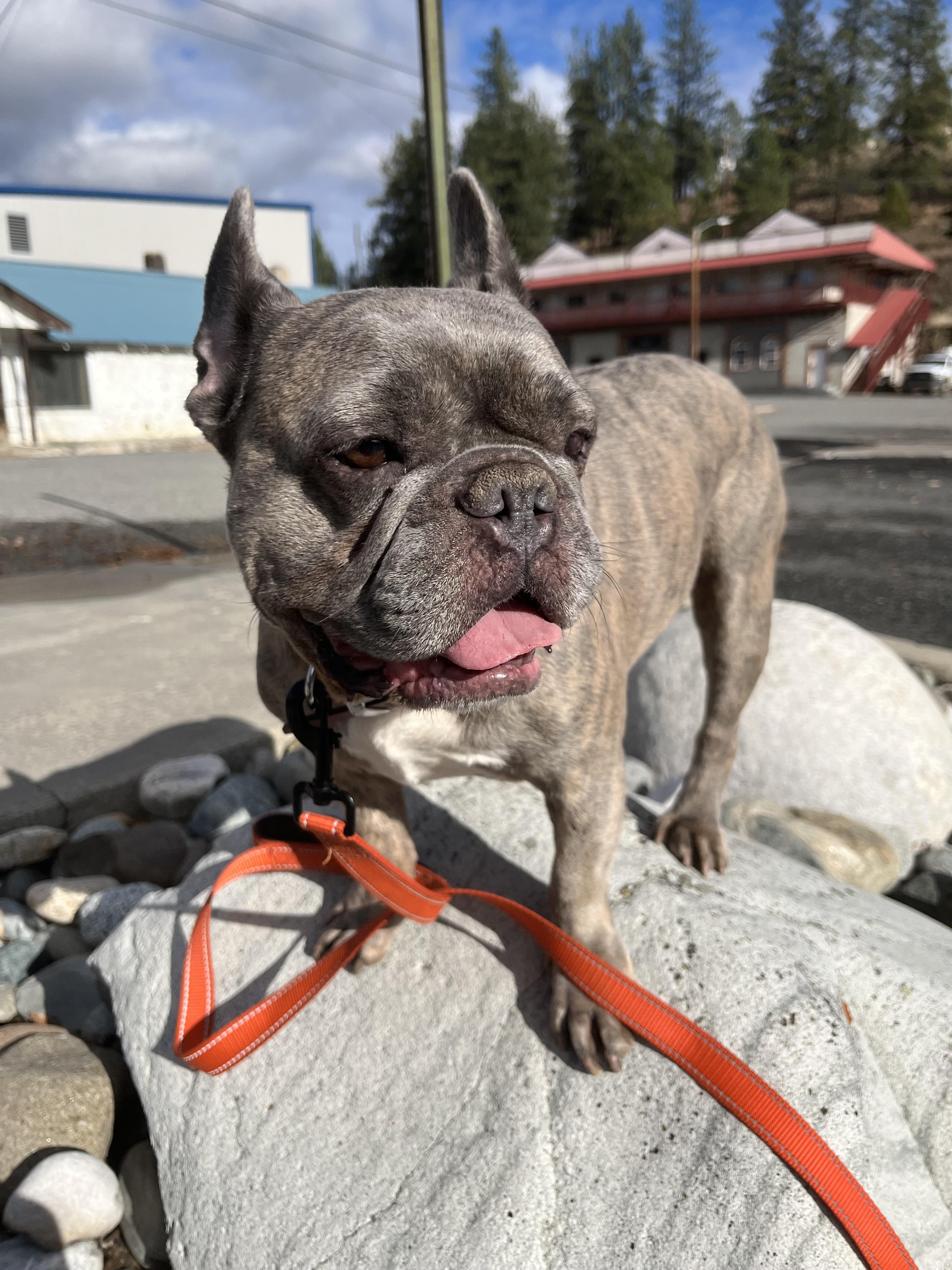 Enlarge Henry and Luna, a ADOPTABLE French Bulldog in HEMET, CA image 3/6