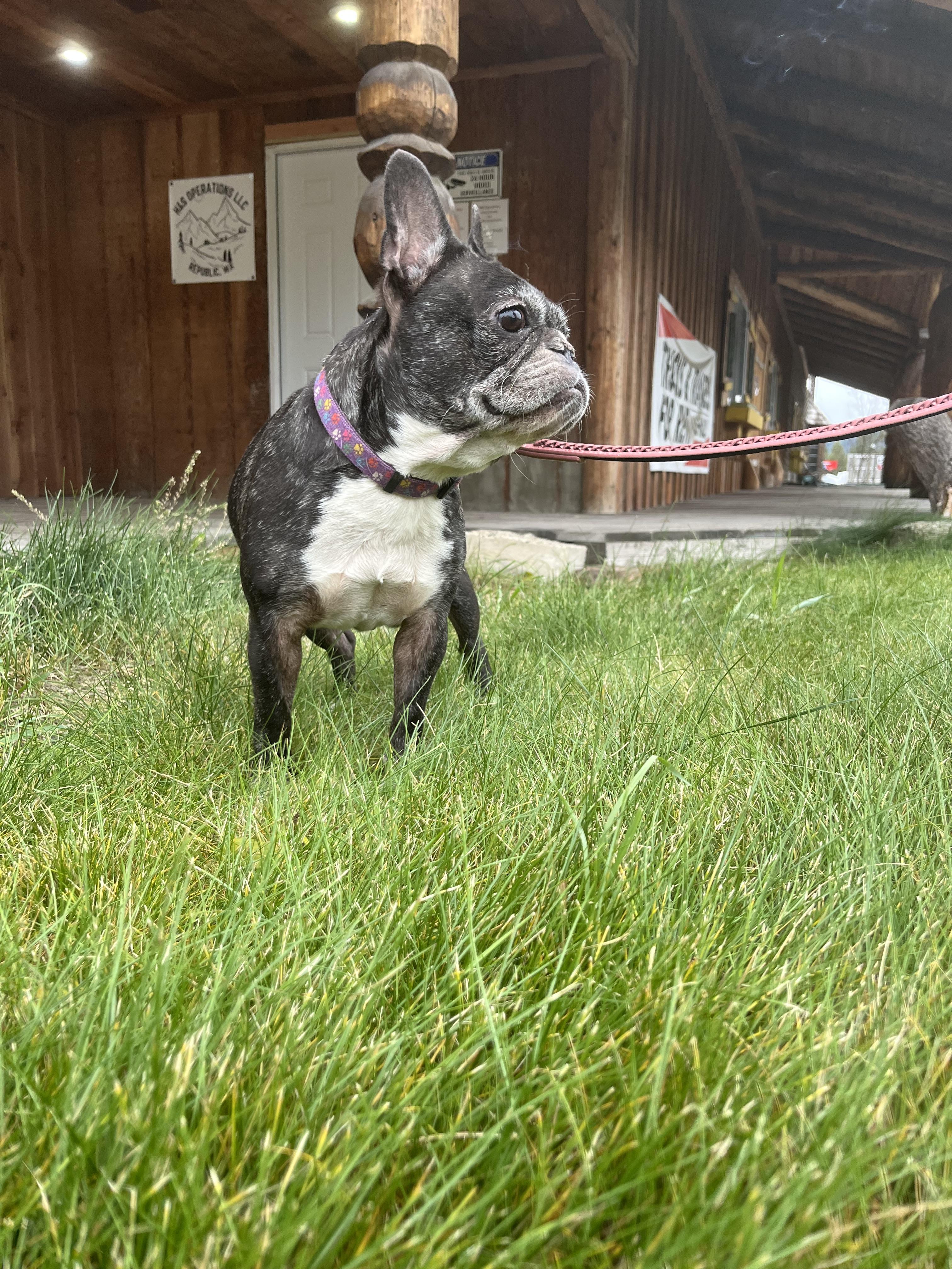 Enlarge Henry and Luna, a ADOPTABLE French Bulldog in HEMET, CA image 2/6