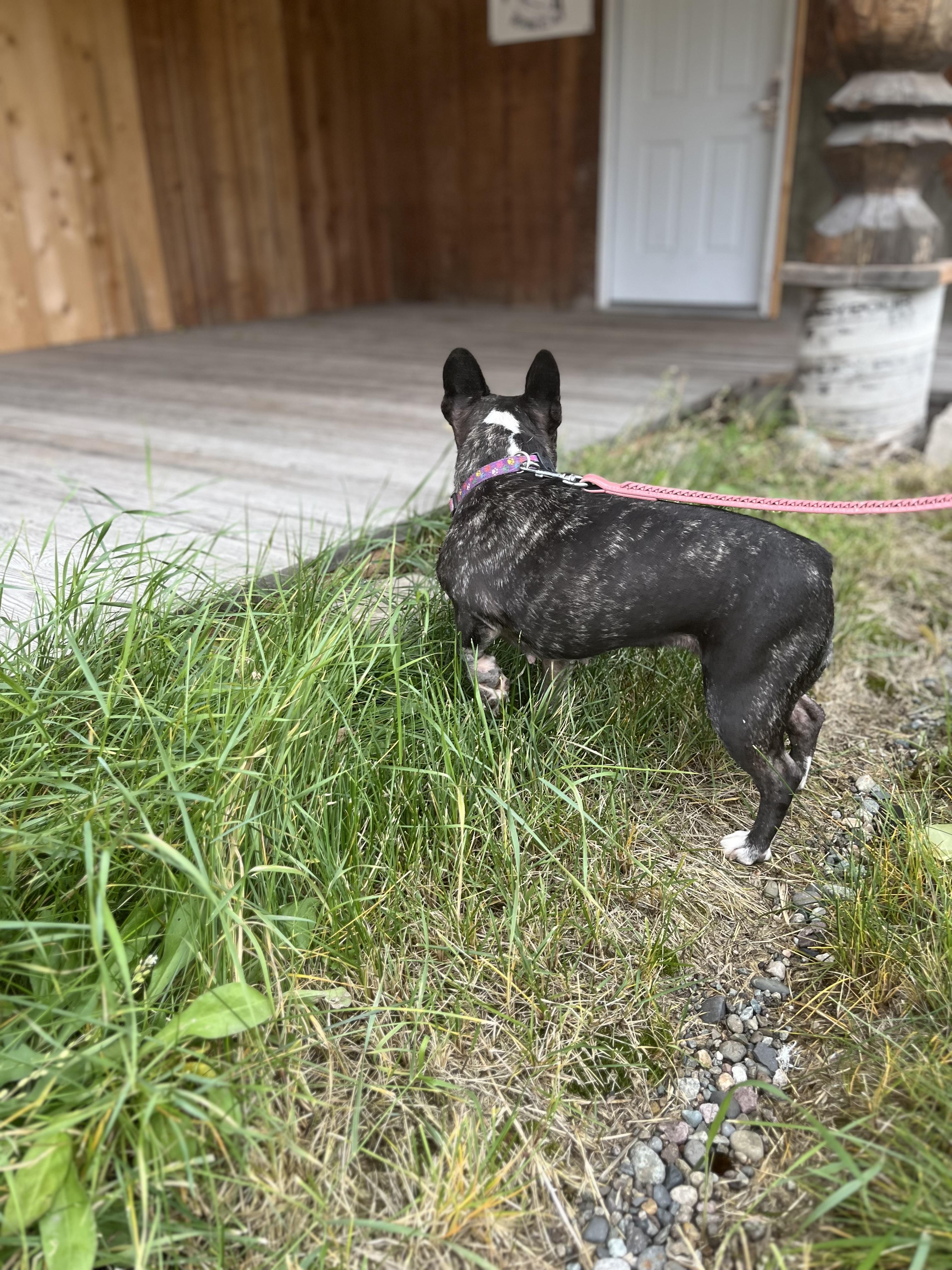 Enlarge Henry and Luna, a ADOPTABLE French Bulldog in HEMET, CA image 5/6