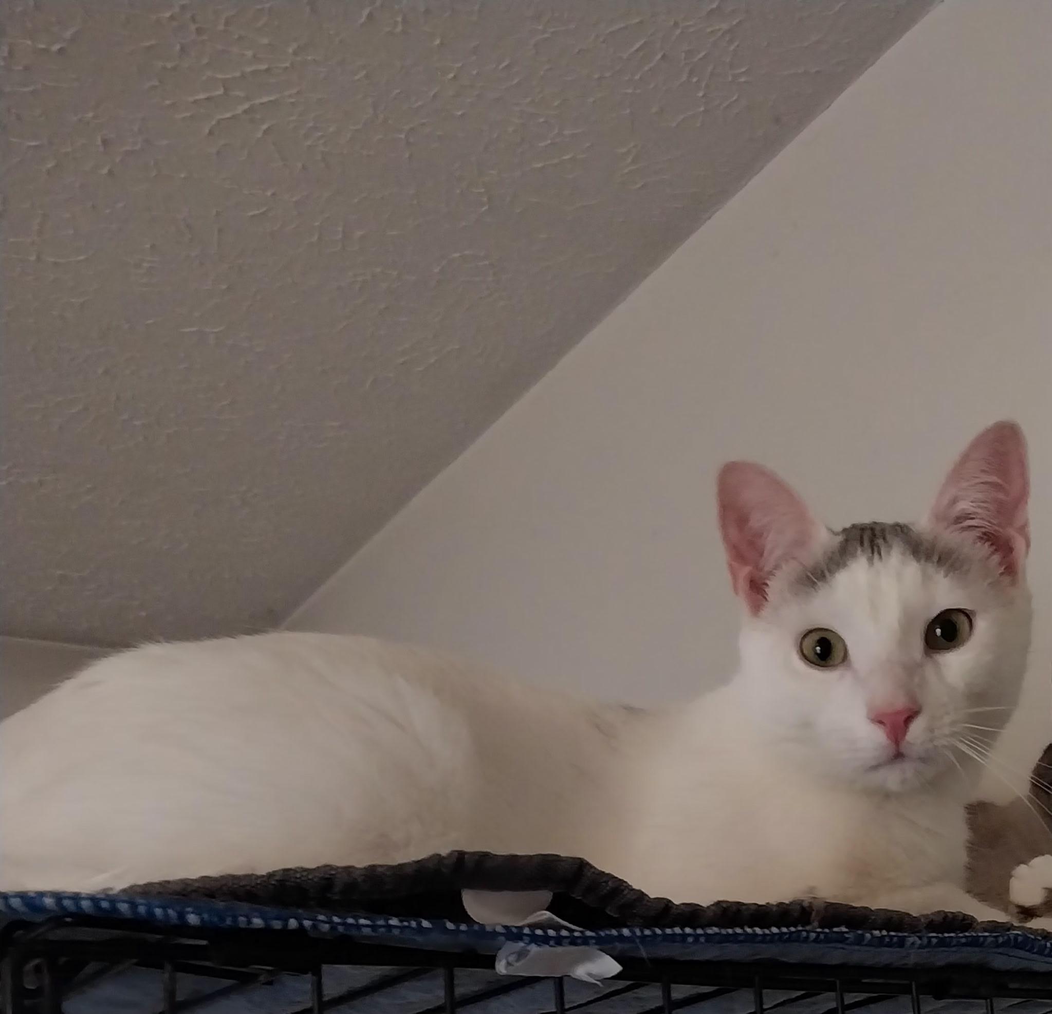 Enlarge Maxwell, a Adoptable Domestic Short Hair in Aylett, VA image 1/3