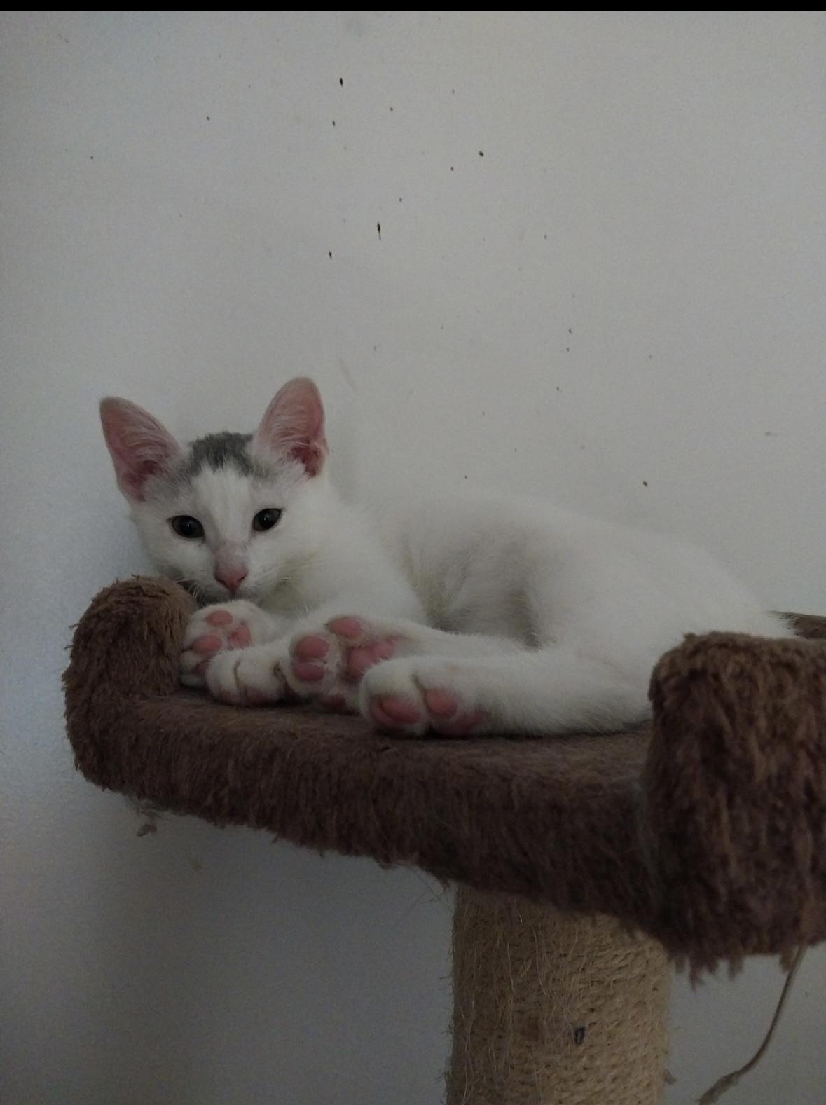 Maxwell, Adoptable, Kitten Male Domestic Short Hair.