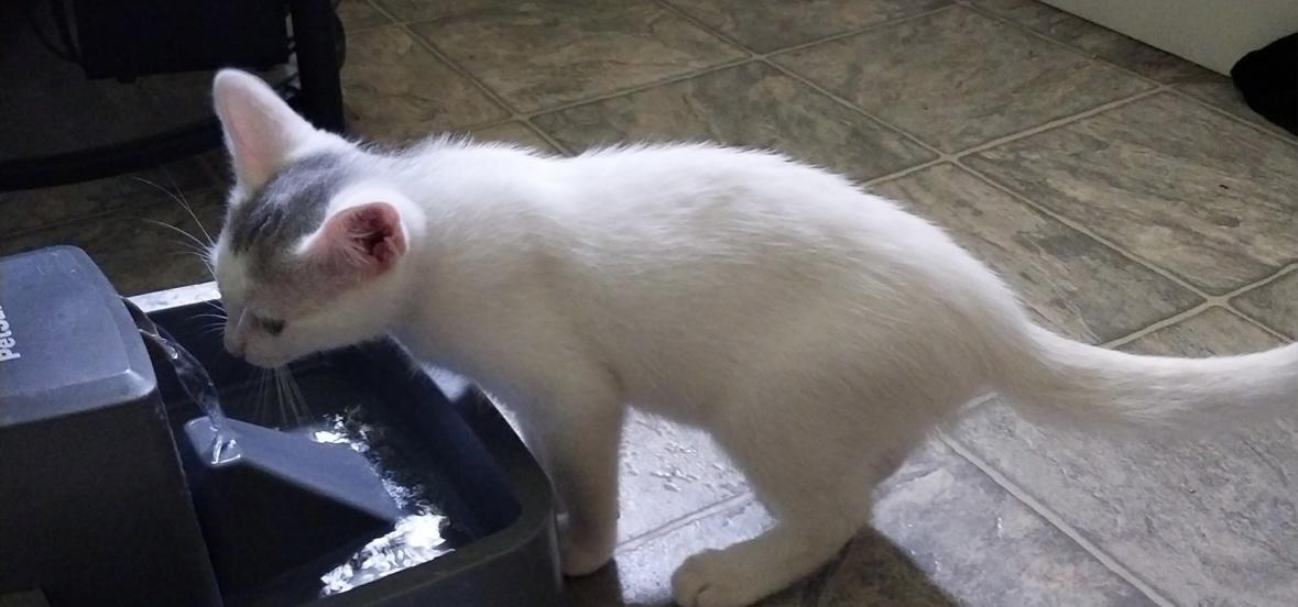 Enlarge Maxwell, a Adoptable Domestic Short Hair in Aylett, VA image 2/2