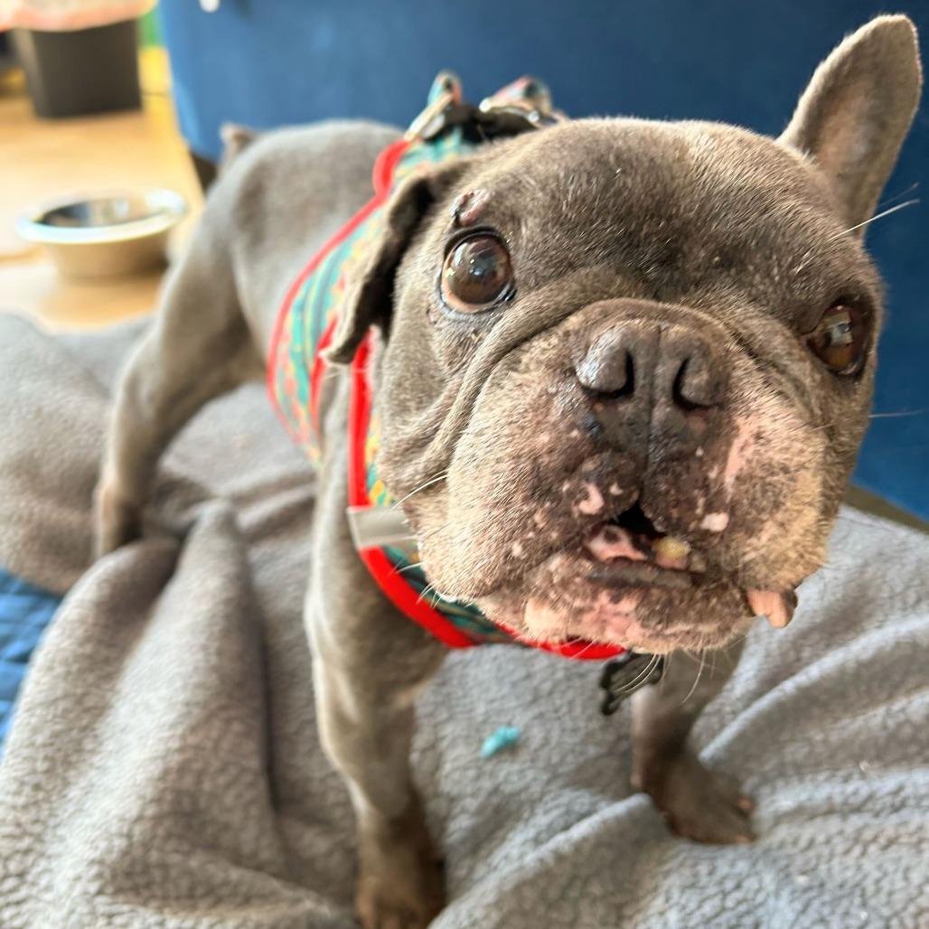 Boombox 13994, Adoptable, Senior Male French Bulldog.