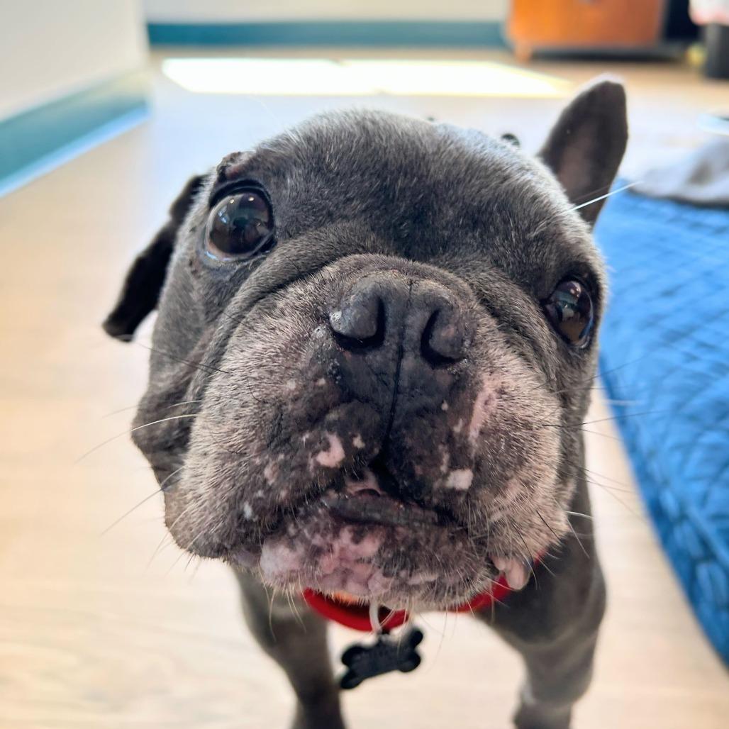 Enlarge Boombox 13994, a Adoptable French Bulldog in San Francisco, CA image 2/6