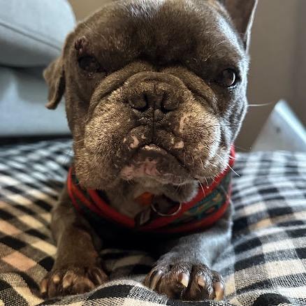 Enlarge Boombox 13994, a Adoptable French Bulldog in San Francisco, CA image 3/6