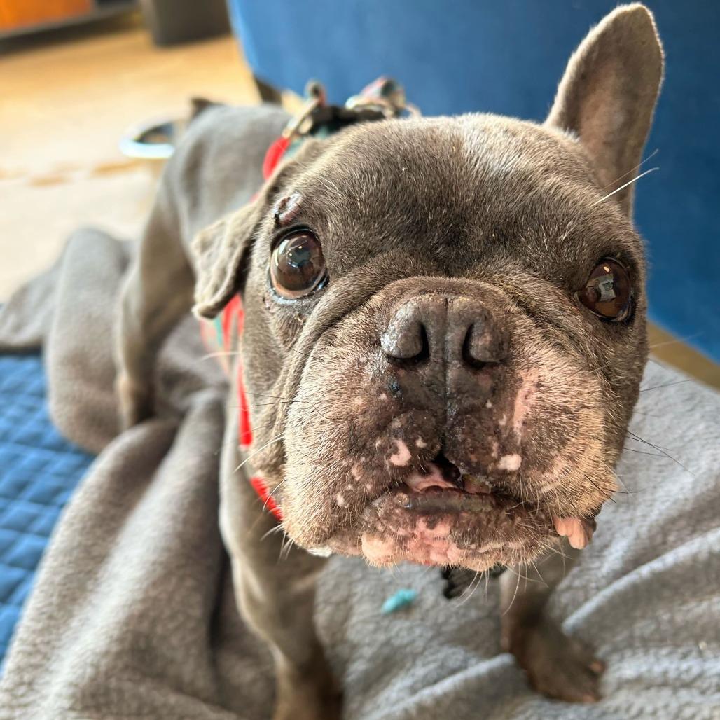 Enlarge Boombox 13994, a Adoptable French Bulldog in San Francisco, CA image 4/6