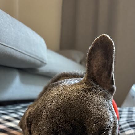 Enlarge Boombox 13994, a Adoptable French Bulldog in San Francisco, CA image 5/6