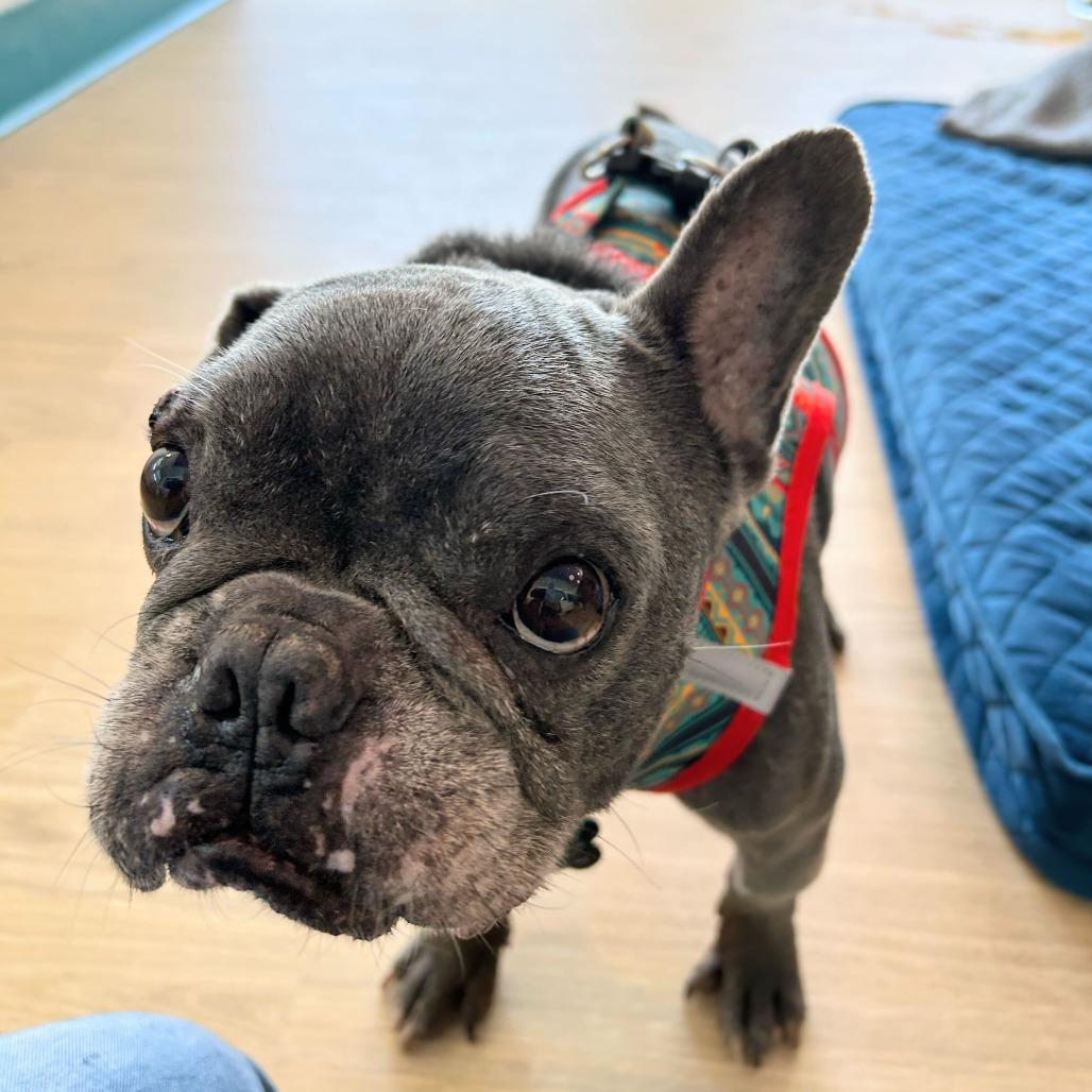 Enlarge Boombox 13994, a Adoptable French Bulldog in San Francisco, CA image 6/6