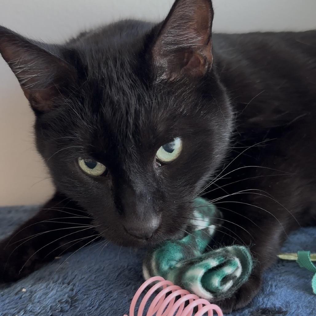 Oliver, a Adoptable Domestic Short Hair in Redwood City, CA image 1/2