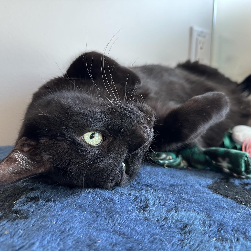 Oliver, a Adoptable Domestic Short Hair in Redwood City, CA image 2/2