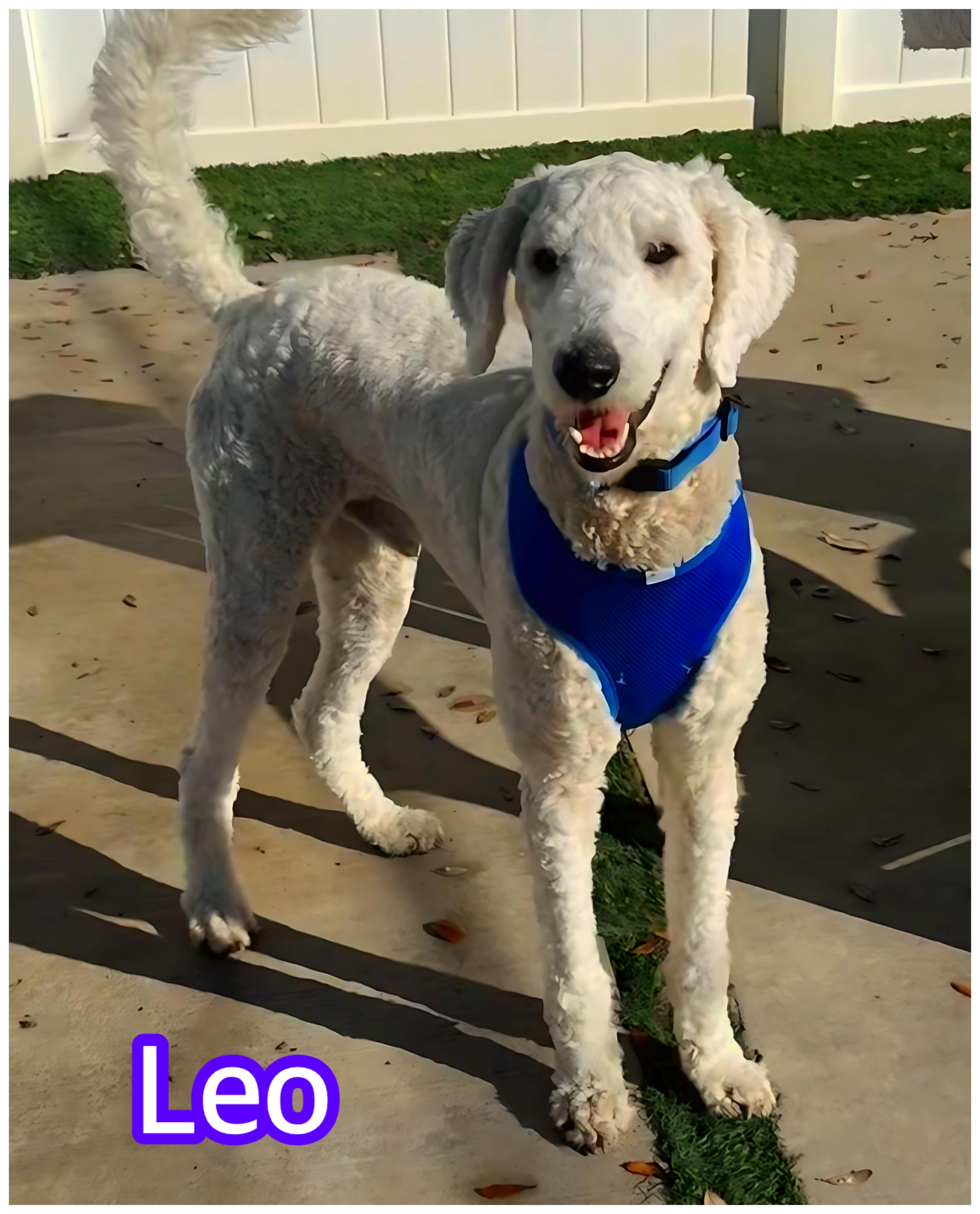 Enlarge Leo, a ADOPTABLE Goldendoodle in Hollywood, FL image 1/1