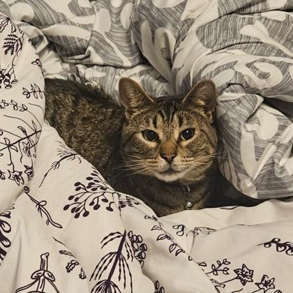 Spring, Adoptable, Adult Male Domestic Short Hair & Domestic Short Hair.