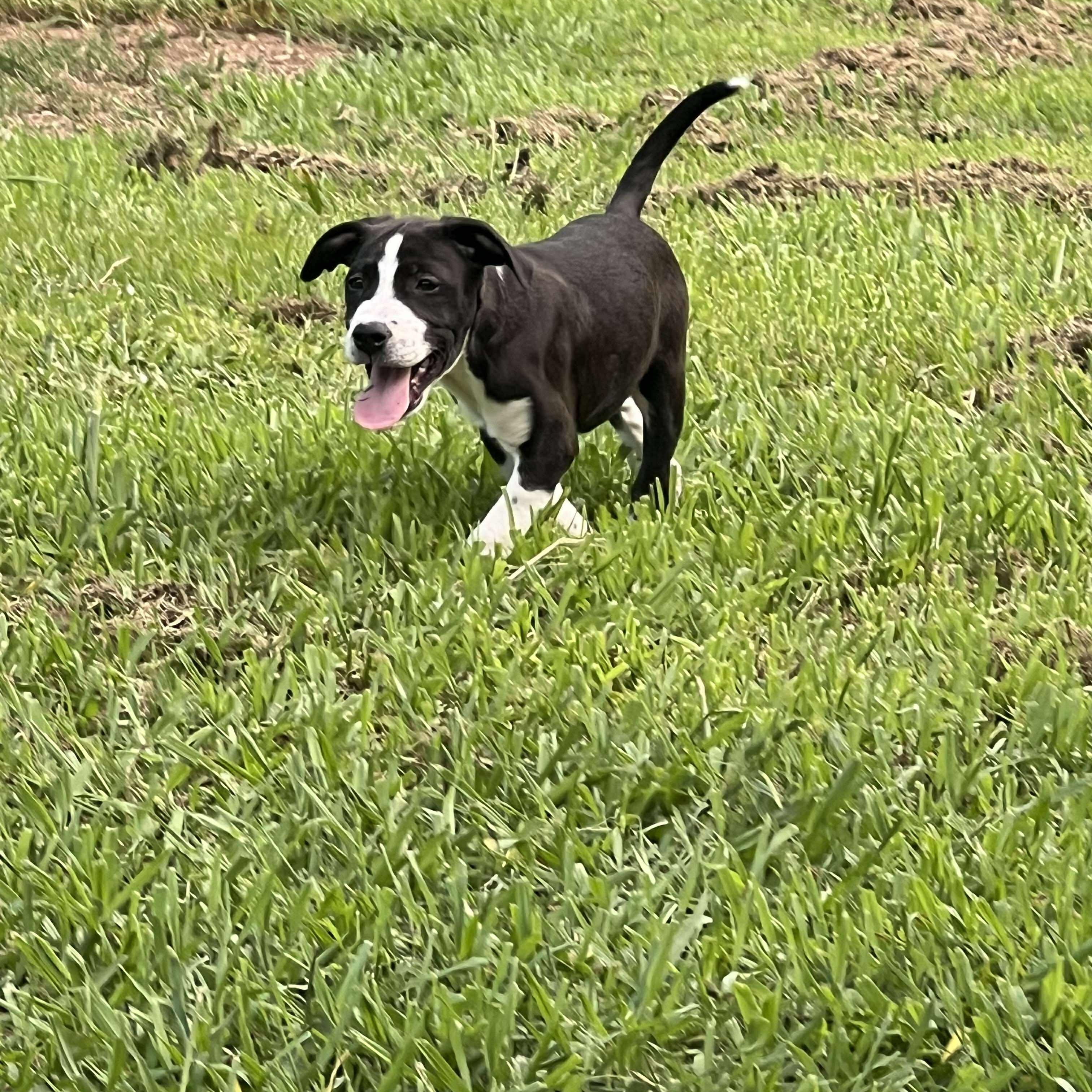 Quil $195, Baby Female Labrador Retriever