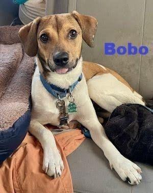 Enlarge Bobo, a Adoptable mixed breed in Carneys Point, NJ image 1/4