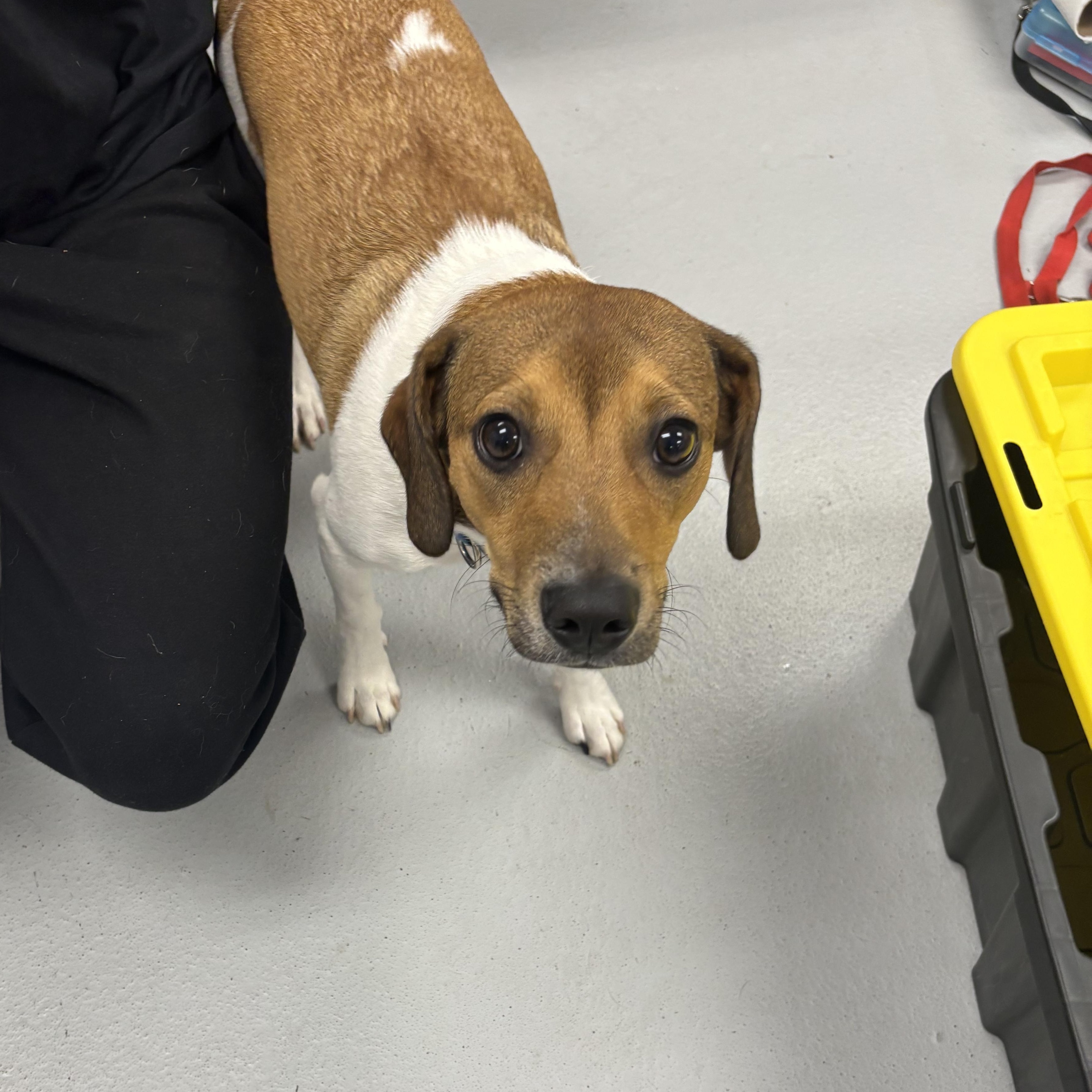 Enlarge Bobo, a Adoptable mixed breed in Carneys Point, NJ image 2/4