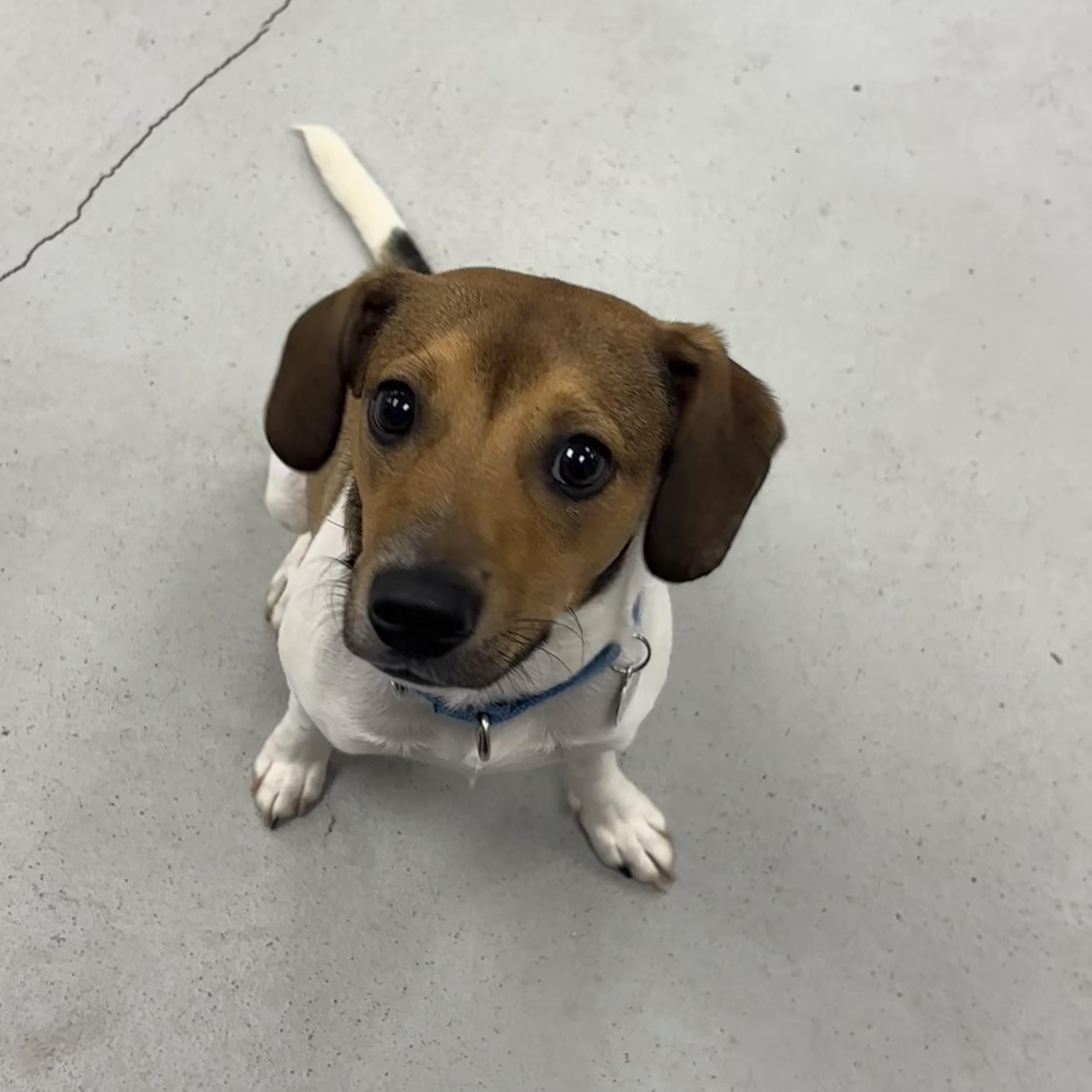 Enlarge Bobo, a Adoptable mixed breed in Carneys Point, NJ image 3/4