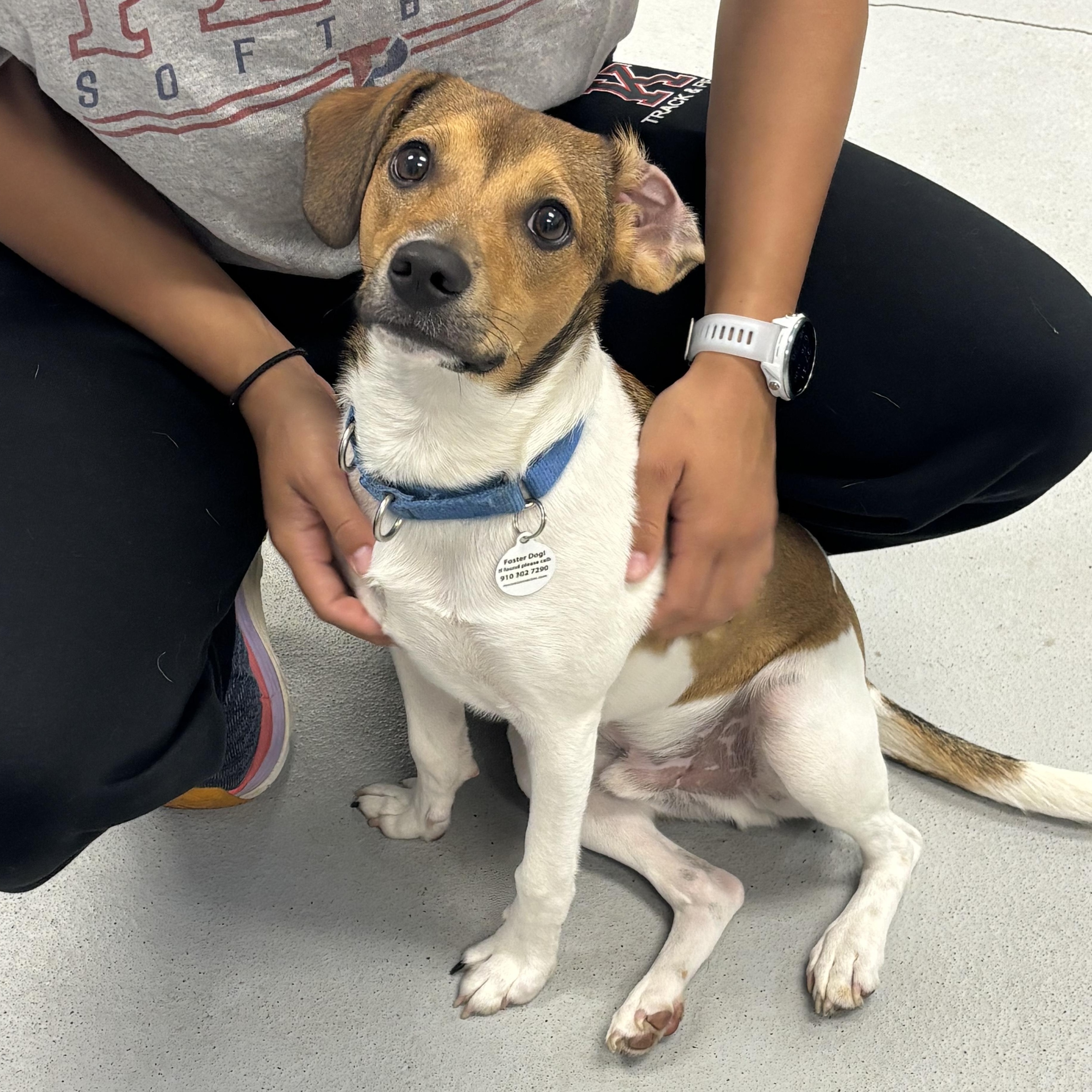 Enlarge Bobo, a Adoptable mixed breed in Carneys Point, NJ image 4/4