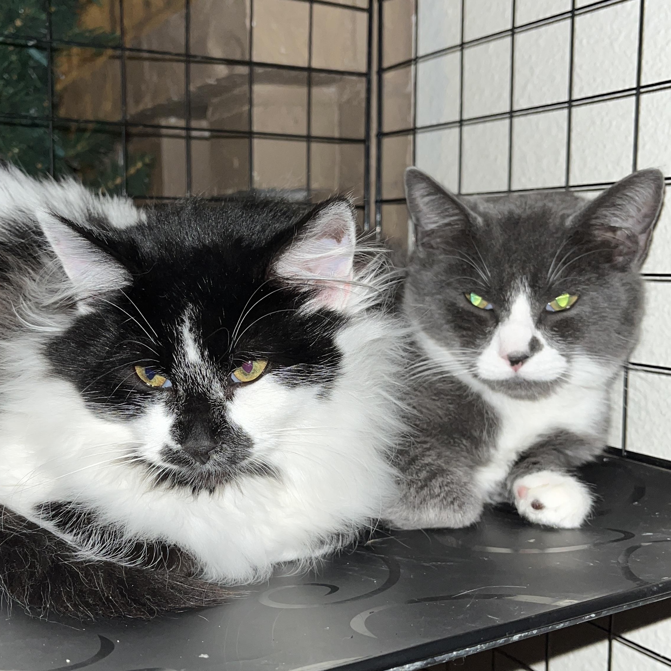 Blue, a Adoptable Domestic Short Hair in Gresham, OR image 4/4