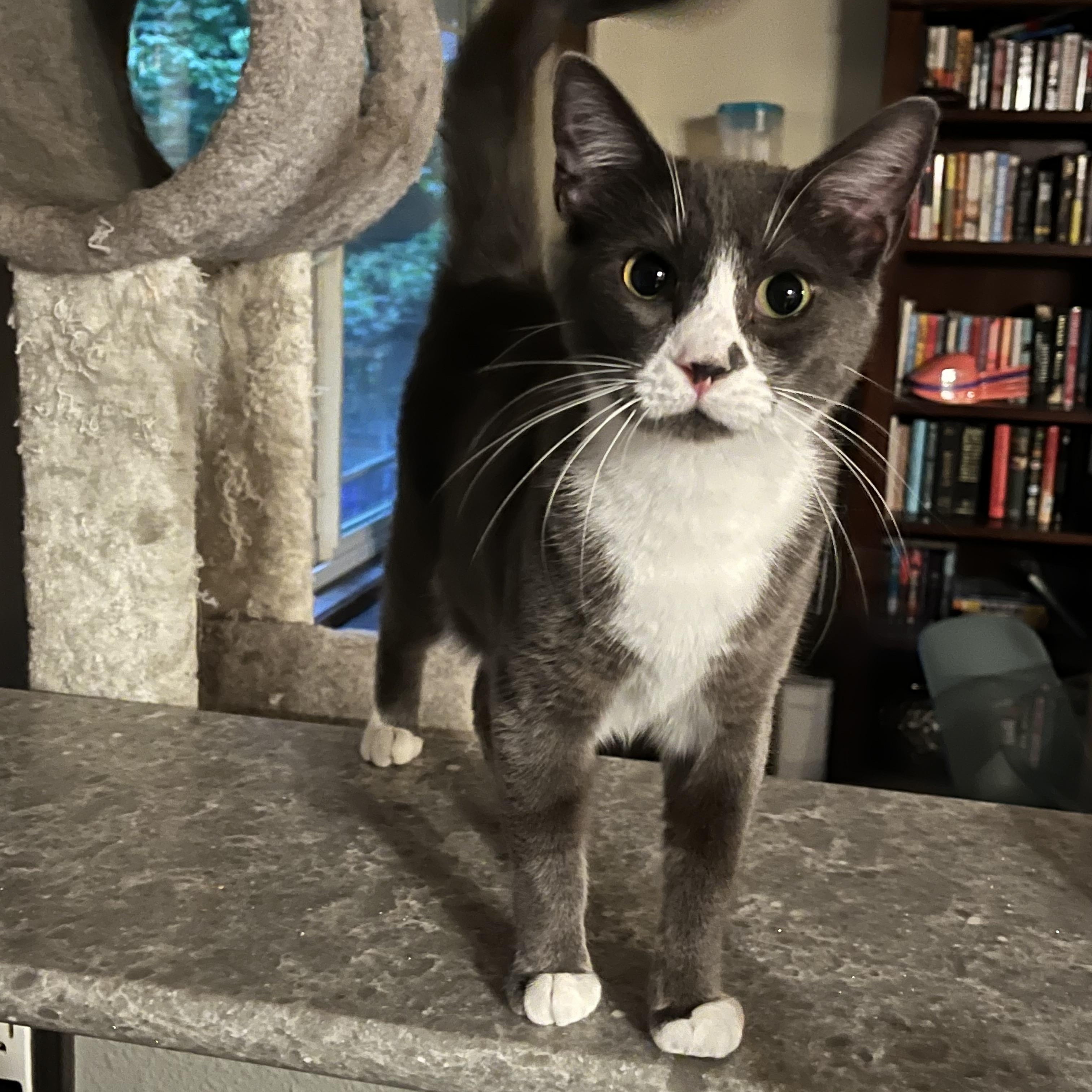 Blue, Adoptable, Young Male Domestic Short Hair.