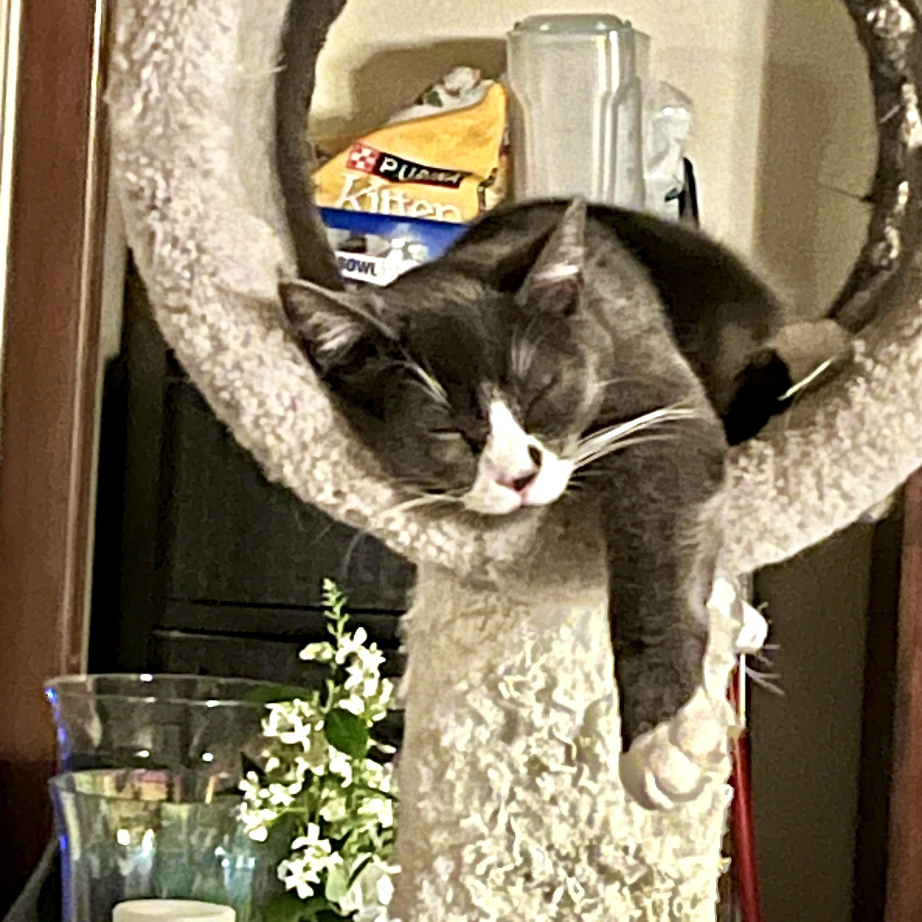 Blue, a Adoptable Domestic Short Hair in Gresham, OR image 3/4