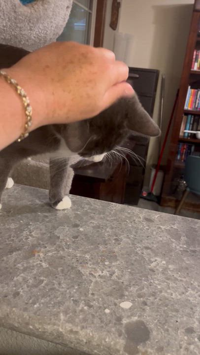 Enlarge Blue, a Adoptable Domestic Short Hair in Gresham, OR video 2/4