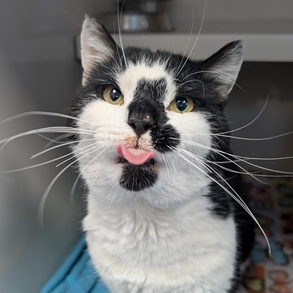 Olaf, Adoptable, Adult Male Domestic Short Hair.