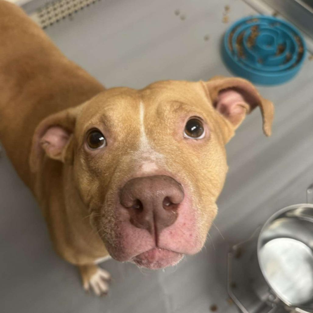Enlarge Juniper, a Adoptable Pit Bull Terrier in Rocky Mount, VA image 1/1