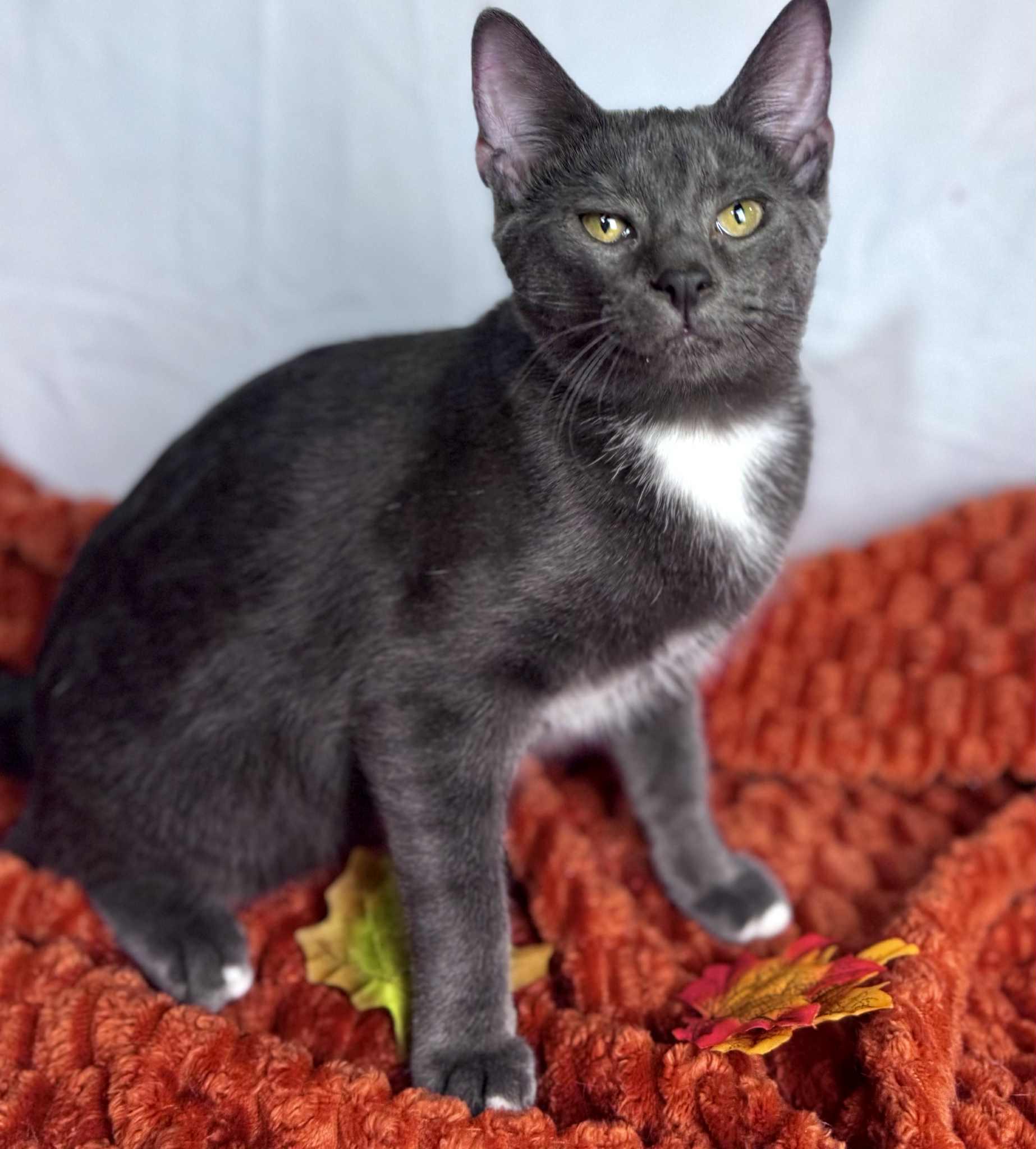 Enlarge Baloo, a Adoptable Domestic Short Hair in Rixeyville, VA image 1/1