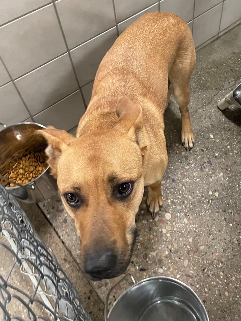 Enlarge Ralphie, a Adoptable mixed breed in Rock Springs, WY image 1/3