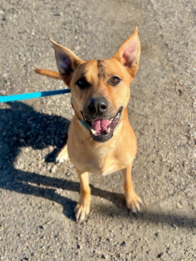 Enlarge Ralphie, a Adoptable mixed breed in Rock Springs, WY image 2/3
