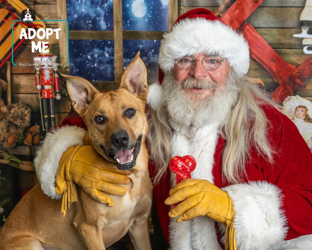 Enlarge Ralphie, a Adoptable mixed breed in Rock Springs, WY image 3/3