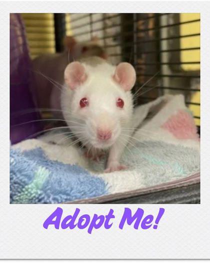 Enlarge Mya, a Adoptable Rat in Lowell, MA image 1/2