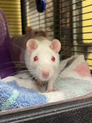 Enlarge Mya, a Adoptable Rat in Lowell, MA image 2/2