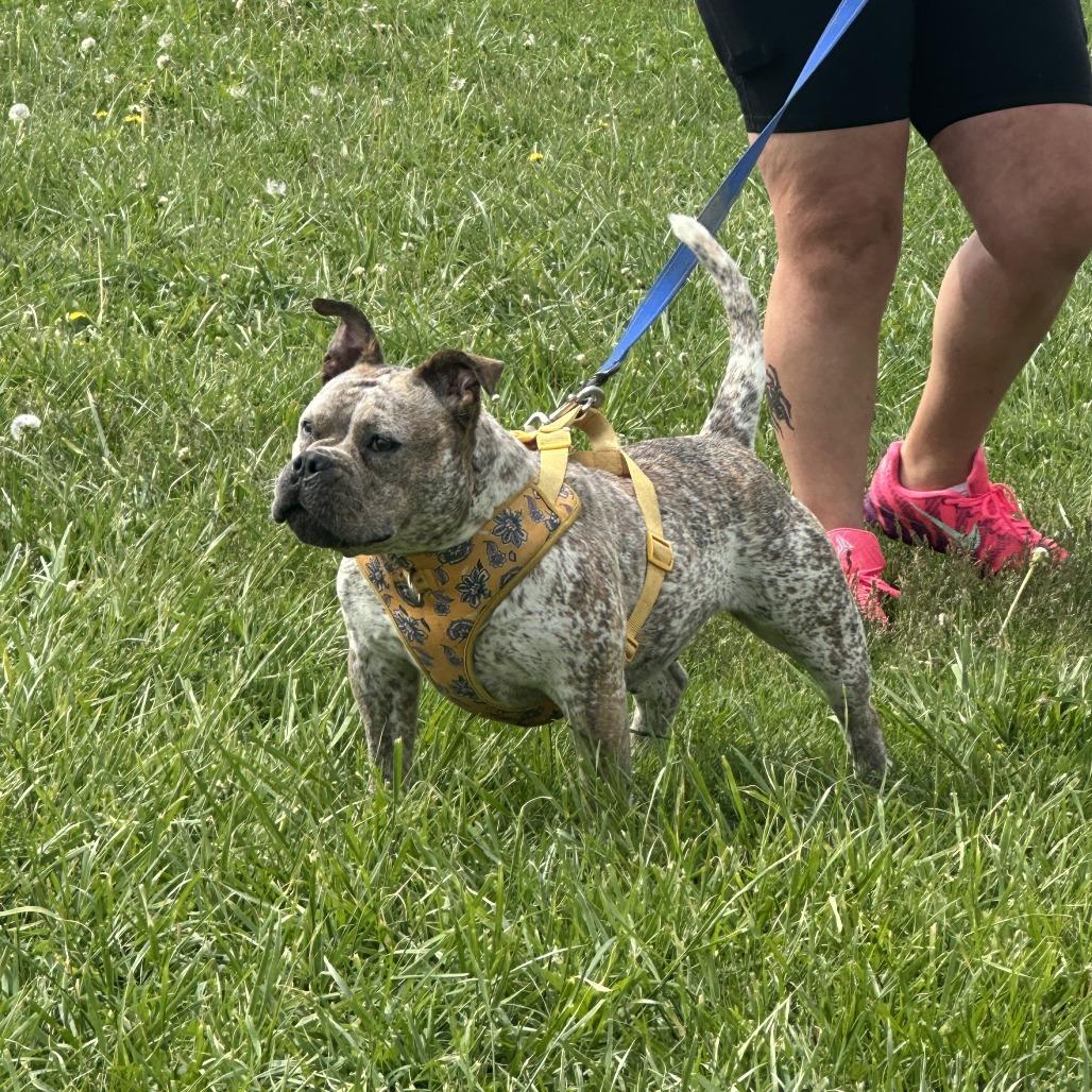 Enlarge Freckles, a Adoptable English Bulldog in Uniontown, PA image 1/6