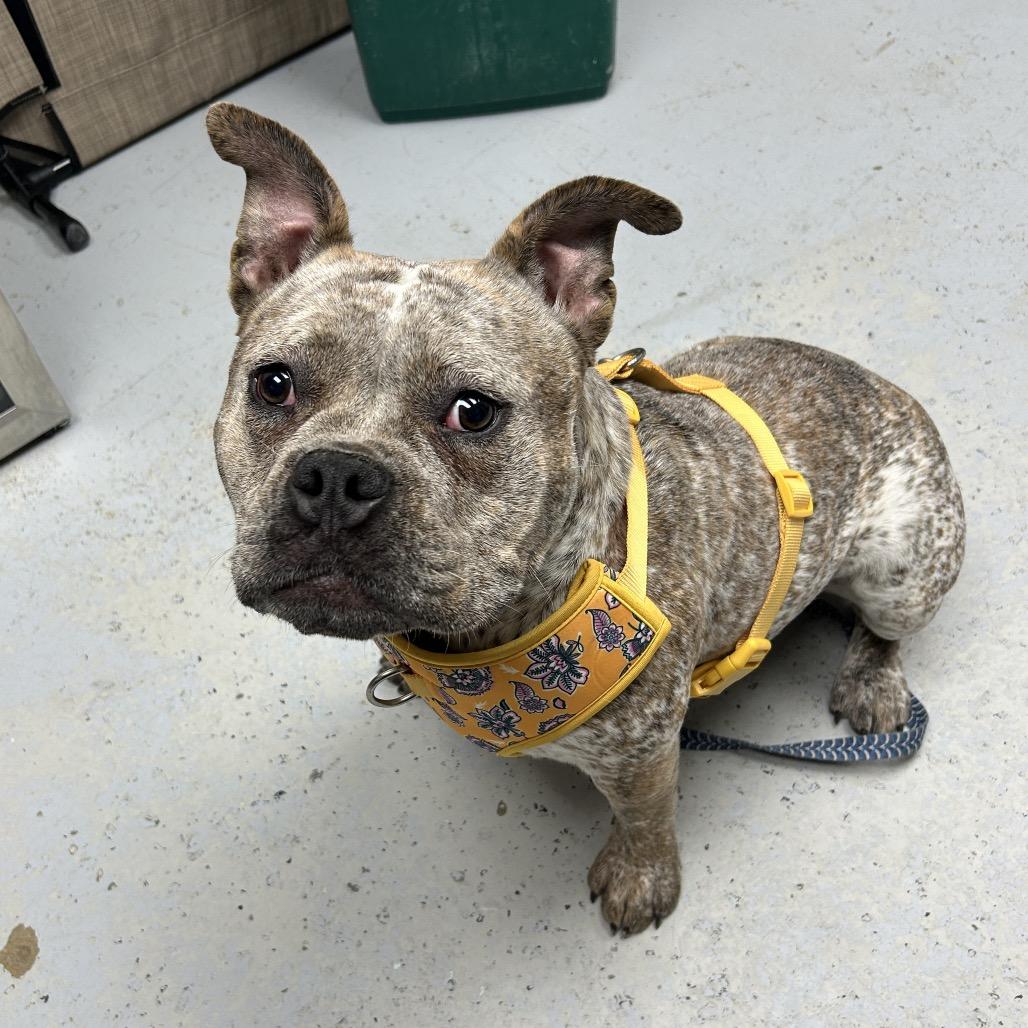 Enlarge Freckles, a Adoptable English Bulldog in Uniontown, PA image 3/6