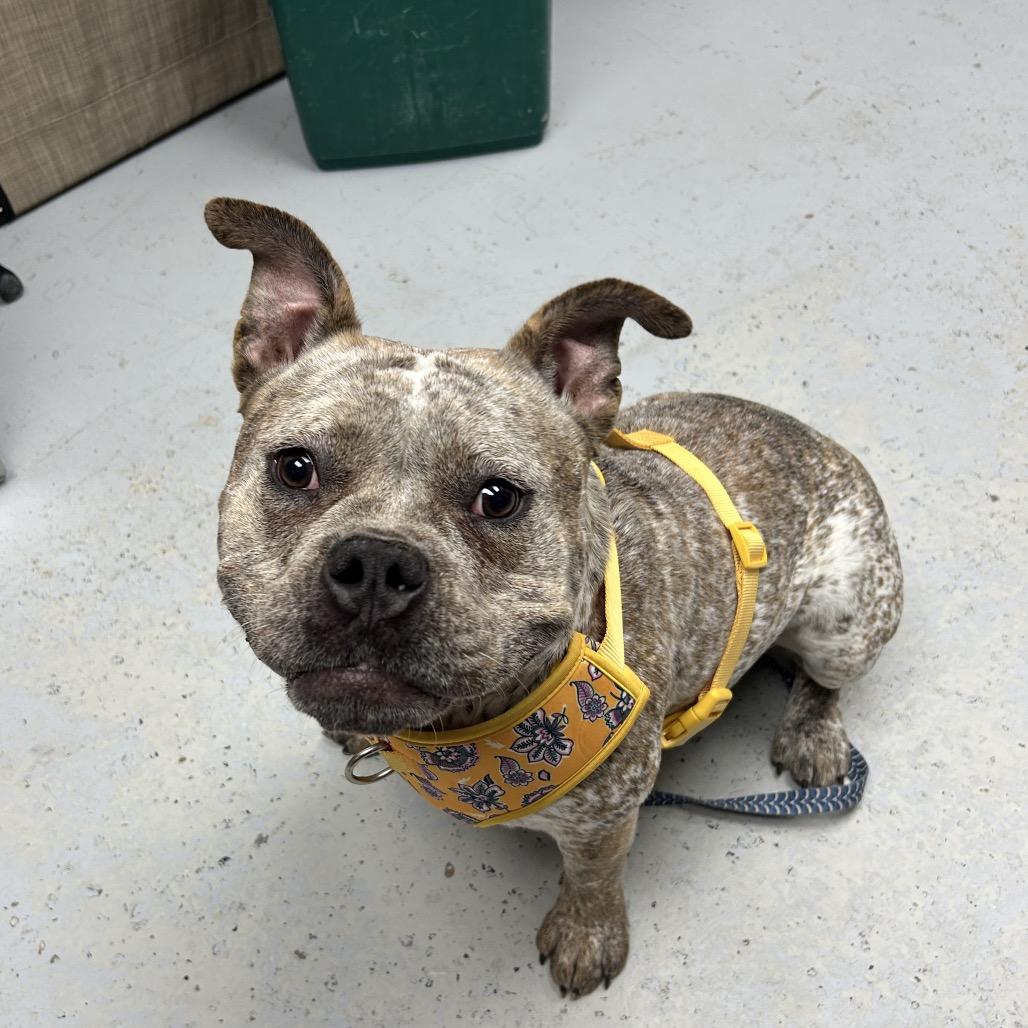 Enlarge Freckles, a Adoptable English Bulldog in Uniontown, PA image 4/6
