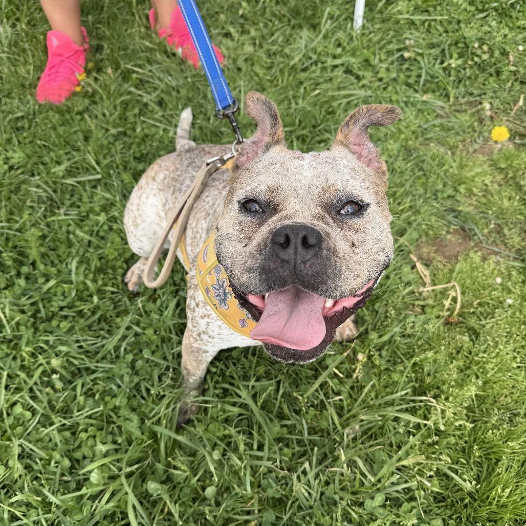 Enlarge Freckles, a Adoptable English Bulldog in Uniontown, PA image 5/6
